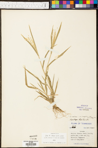 Panicum clandestinum image