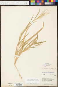 Panicum clandestinum image