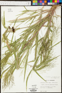 Panicum clandestinum image