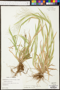 Panicum clandestinum image