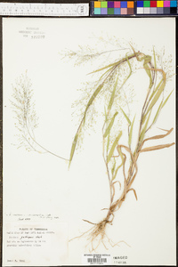 Panicum clandestinum image