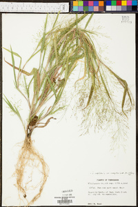 Panicum clandestinum image
