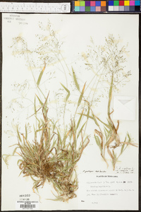 Panicum clandestinum image