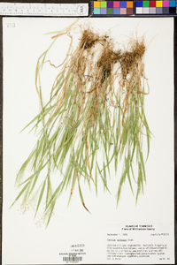 Panicum clandestinum image