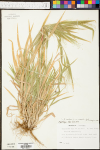 Panicum clandestinum image