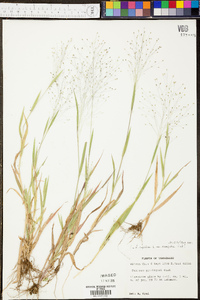 Panicum clandestinum image