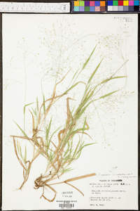 Panicum clandestinum image