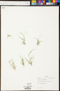 Muhlenbergia glabriflora image