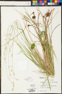 Panicum laxiflorum image