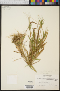 Panicum ovale image