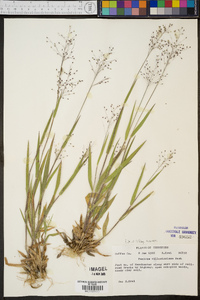 Panicum villosissimum image