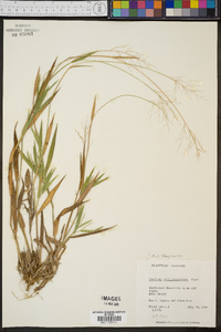 Panicum villosissimum image