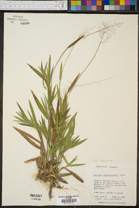 Panicum villosissimum image