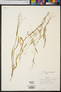 Kellochloa verrucosa image