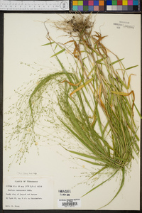 Kellochloa verrucosa image