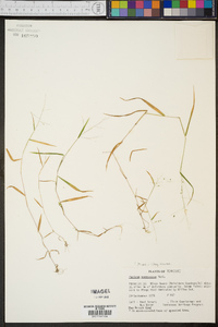 Kellochloa verrucosa image