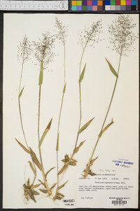 Panicum sphaerocarpon image