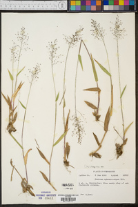 Panicum sphaerocarpon image