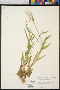 Panicum sphaerocarpon image