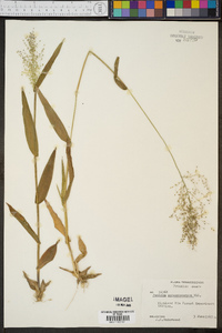 Panicum sphaerocarpon image