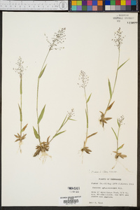 Panicum sphaerocarpon image