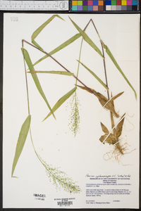 Panicum sphaerocarpon image