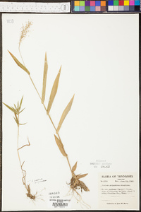 Panicum polyanthes image