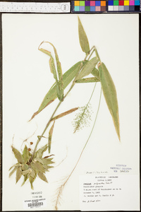 Panicum polyanthes image