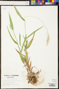 Panicum polyanthes image