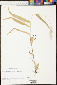 Panicum polyanthes image