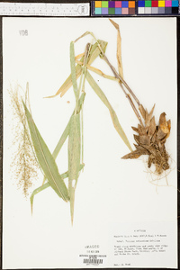 Panicum polyanthes image