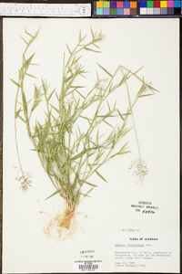 Panicum lindheimeri image