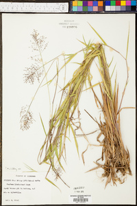 Panicum lindheimeri image