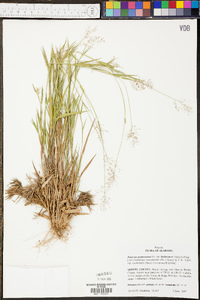 Panicum lindheimeri image