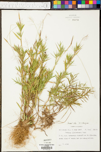 Panicum lindheimeri image