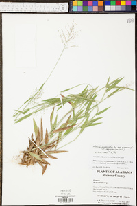 Dichanthelium acuminatum subsp. acuminatum image