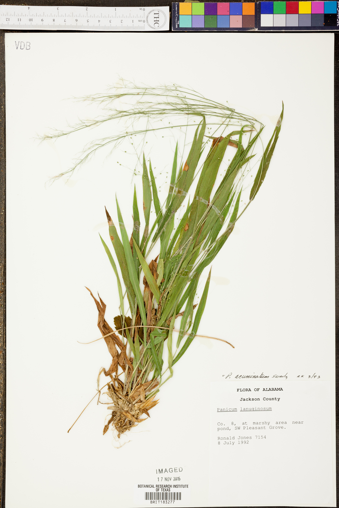 Dichanthelium acuminatum subsp. acuminatum image