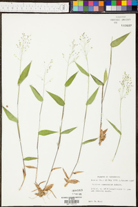 Panicum commutatum image