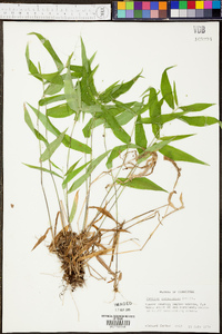 Panicum commutatum image