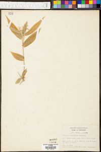 Panicum commutatum image