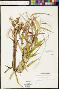 Panicum depauperatum image