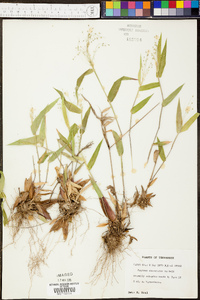 Panicum depauperatum image