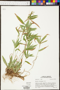 Panicum depauperatum image