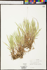 Panicum consanguineum image