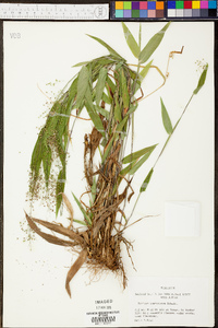 Panicum commutatum image