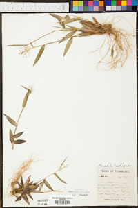 Panicum commutatum image