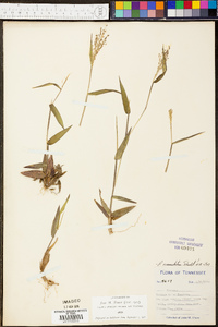 Panicum commutatum image