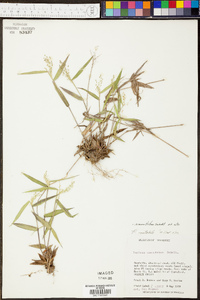 Panicum commutatum image