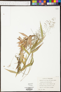 Panicum commutatum image