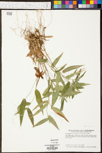 Panicum condensatum image